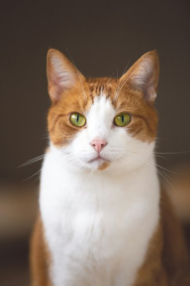 A curious cat looking towards the camera