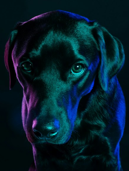 A black Labrador outdoors